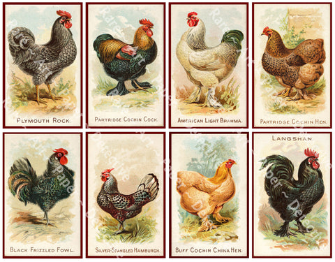 Chicken Illustrations, Home Décor Projects, Bookmarks or Gift Making, Farm Drawings, 4" Stickers on 1 Sheet, 1253