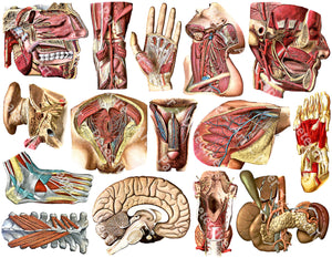 Adult Halloween Anatomy Stickers, 15 Pcs. Set of Gruesome & Mature Human Body Decals for Prop Making, Cut and Peel Sheet, 1301
