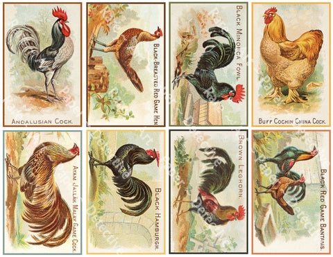 Chicken Illustrations, Home Décor Projects, Bookmarks or Gift Making, Farm Drawings, 4" Stickers on 1 Sheet, 1333