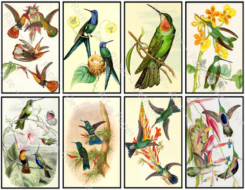 Antique Hummingbird Illustration Stickers, 4" Tall Decals for Home Décor Projects, Cut & Peel Sheet, 1140