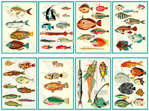 Colorful Tropical Fish Stickers, Antique Aquatic Identification Plate Illustrations #1, Cut & Peel Sheet, 3.75" Tall Decal Stickers, 1143