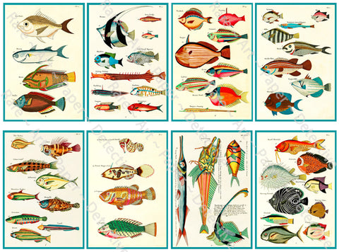 Colorful Tropical Fish Stickers, Antique Aquatic Identification Plate Illustrations #1, Cut & Peel Sheet, 3.75" Tall Decal Stickers, 1143