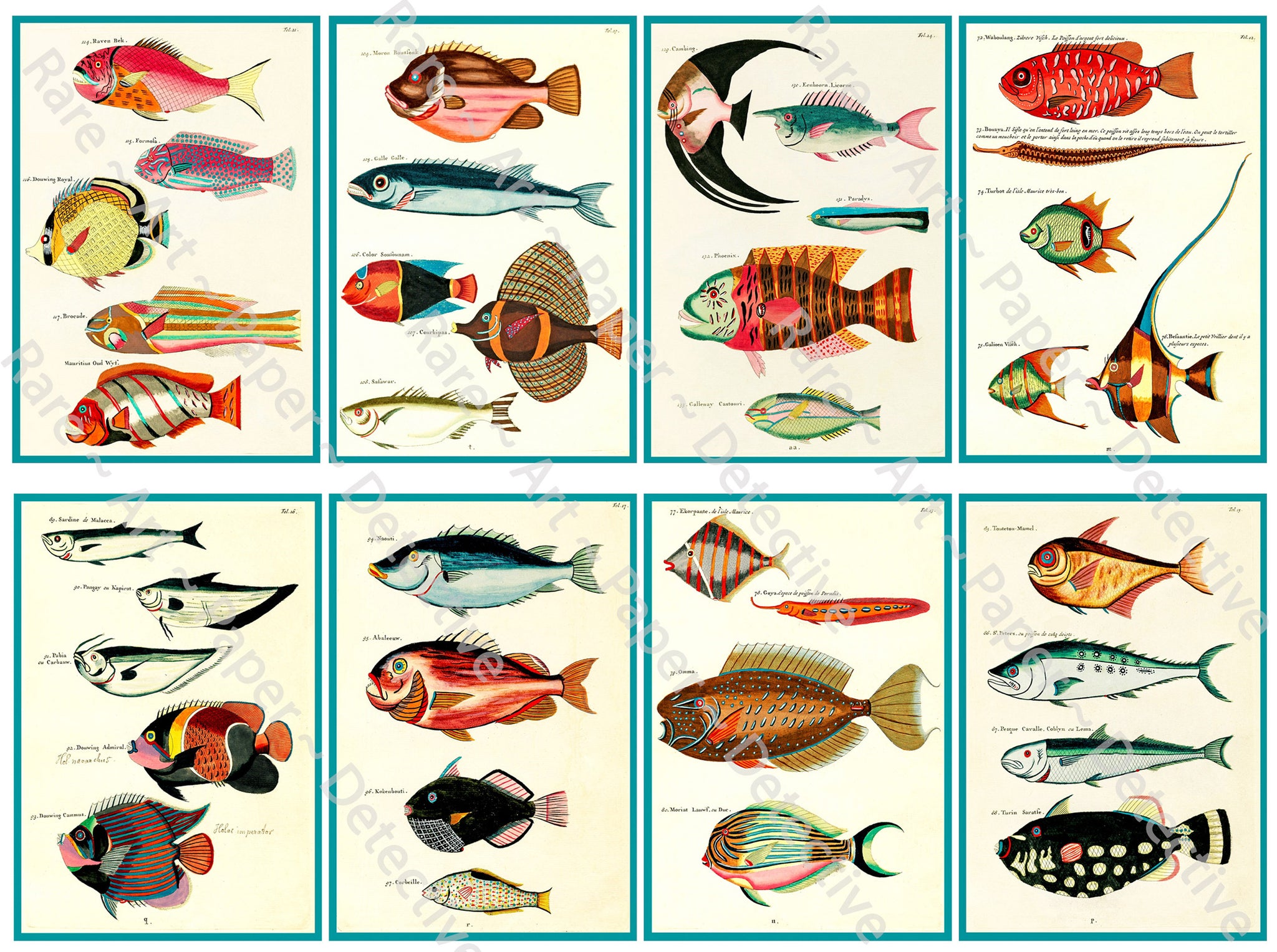 Colorful Tropical Fish Stickers, Antique Aquatic Identification Plate Illustrations #2, Cut & Peel Sheet, 3.75" Tall Decal Stickers, 1144