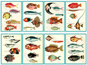 Colorful Tropical Fish Stickers, Antique Aquatic Identification Plate Illustrations #2, Cut & Peel Sheet, 3.75" Tall Decal Stickers, 1144