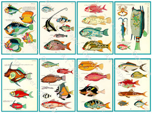 Tropical Fish Stickers, Antique Aquatic Identification Plate Illustrations #3, Cut & Peel Sheet, 3.75" Tall Decal Stickers, 1145