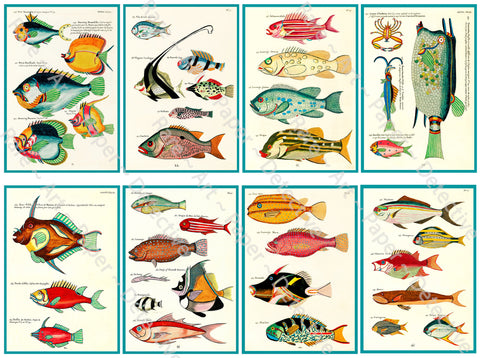 Tropical Fish Stickers, Antique Aquatic Identification Plate Illustrations #3, Cut & Peel Sheet, 3.75" Tall Decal Stickers, 1145