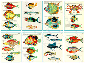 Vintage Tropical Fish Stickers, Antique Aquatic Identification Plate Illustrations #4, Cut & Peel Sheet, 3.75" Tall Decal Stickers, 1146