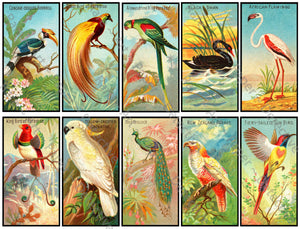 Tropical Birds Illustrations, Home Décor Projects, Bookmarks, Gardening Journals or Gifts, , 3 7/8 Tall Stickers, Cut & Peel Sheet, 1148