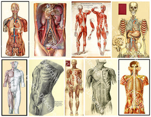 Halloween Anatomy Stickers, 4" tall Gruesome & Mature Human Body Halloween Décor Decals for Prop Making, Cut and Peel Sheet, 1156