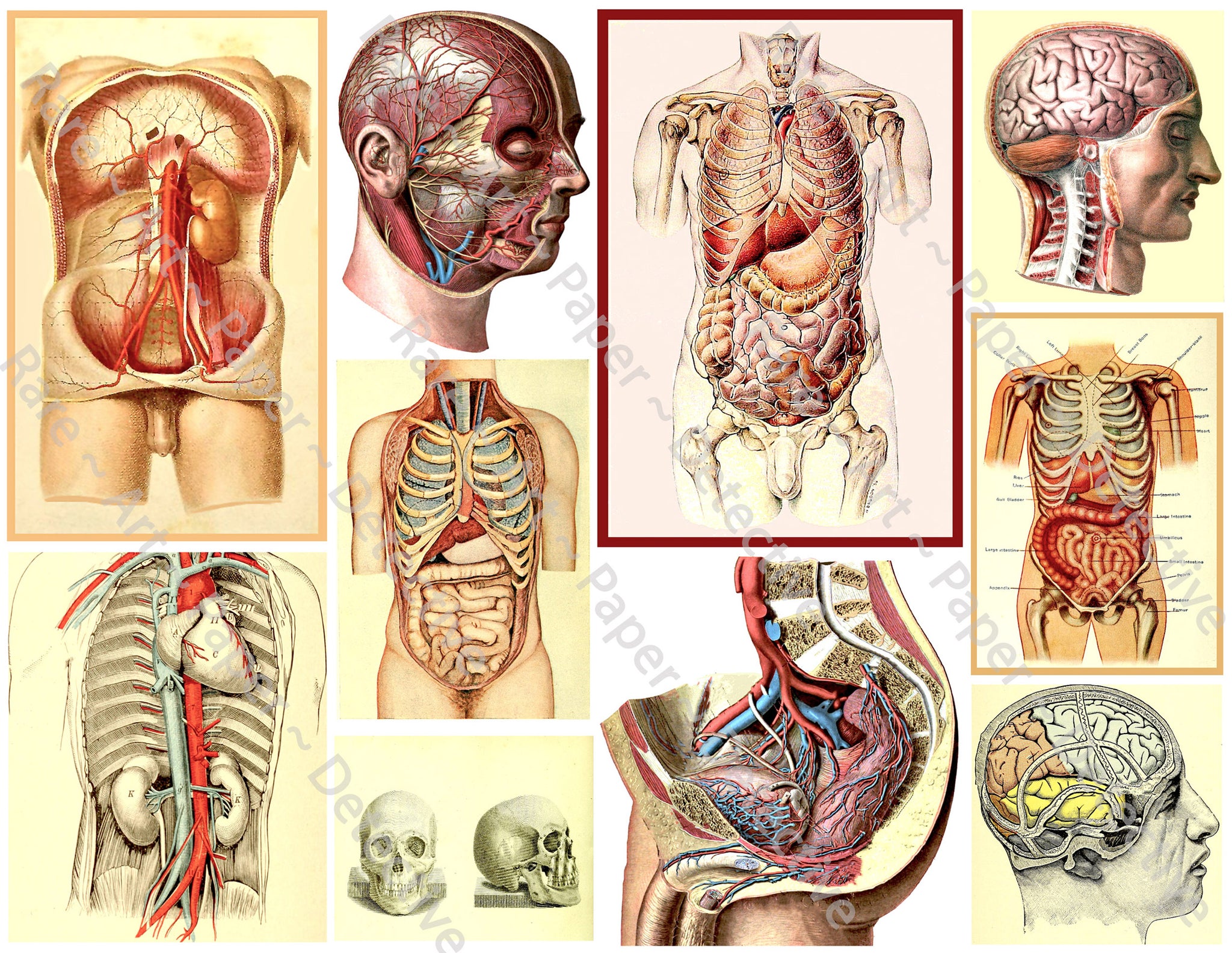 Halloween Anatomy Stickers, 10 Pcs. Set of Gruesome & Mature Human Body Halloween Décor Decals for Prop Making, Cut and Peel Sheet, 1160