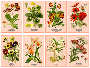 Botanical Illustration Stickers, French Botanical Drawings, Garden Décor, Bookmarks, Card Making, CUT & PEEL Sticker Sheet, 1185